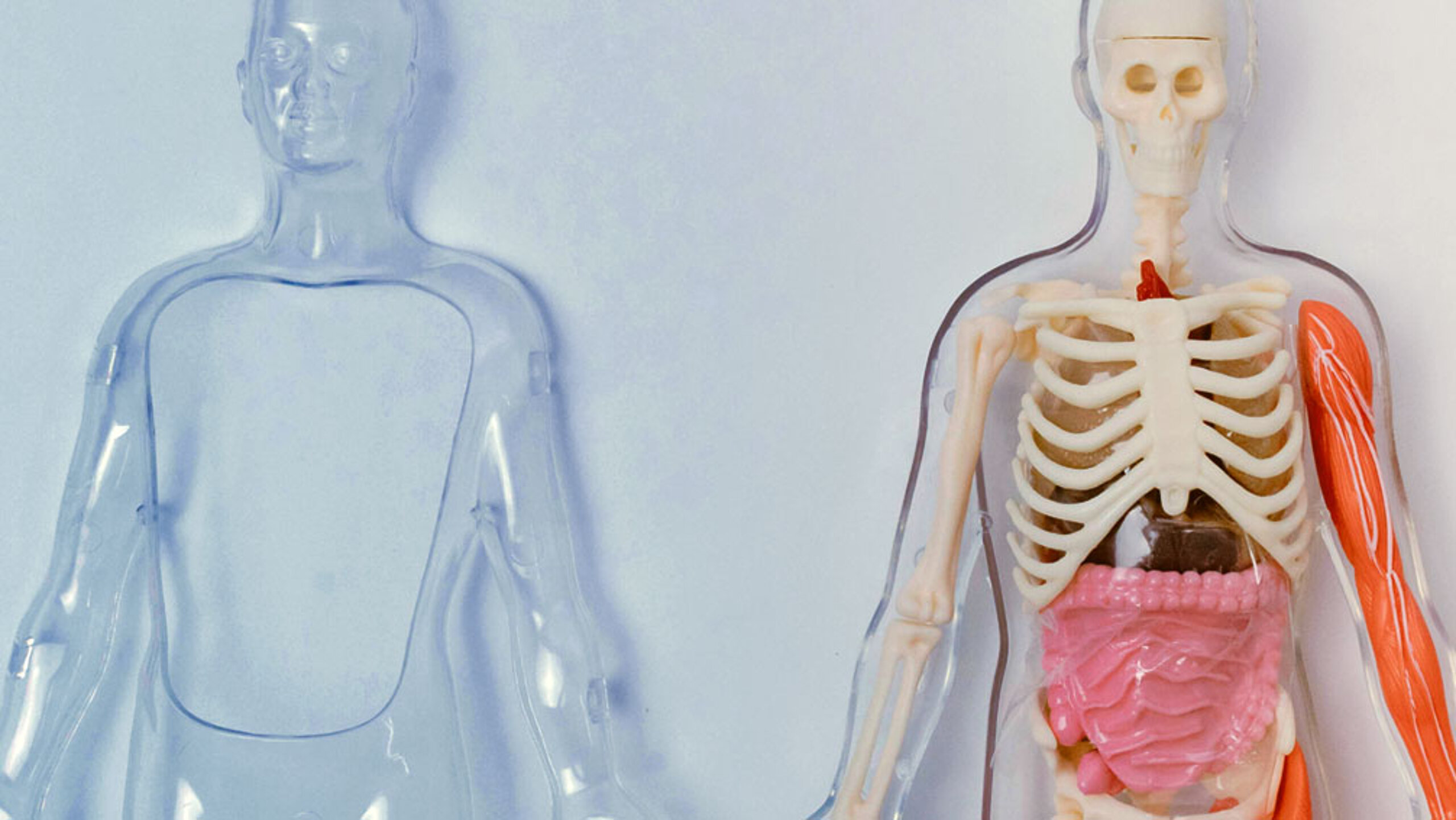 Anatomical model of a human body