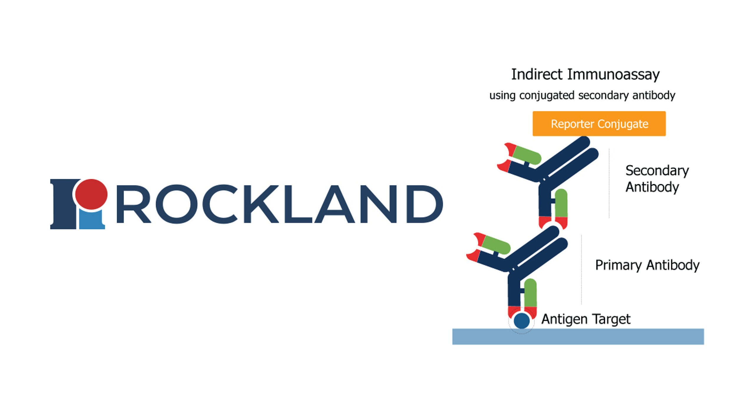Rockland Secondary Antibodies