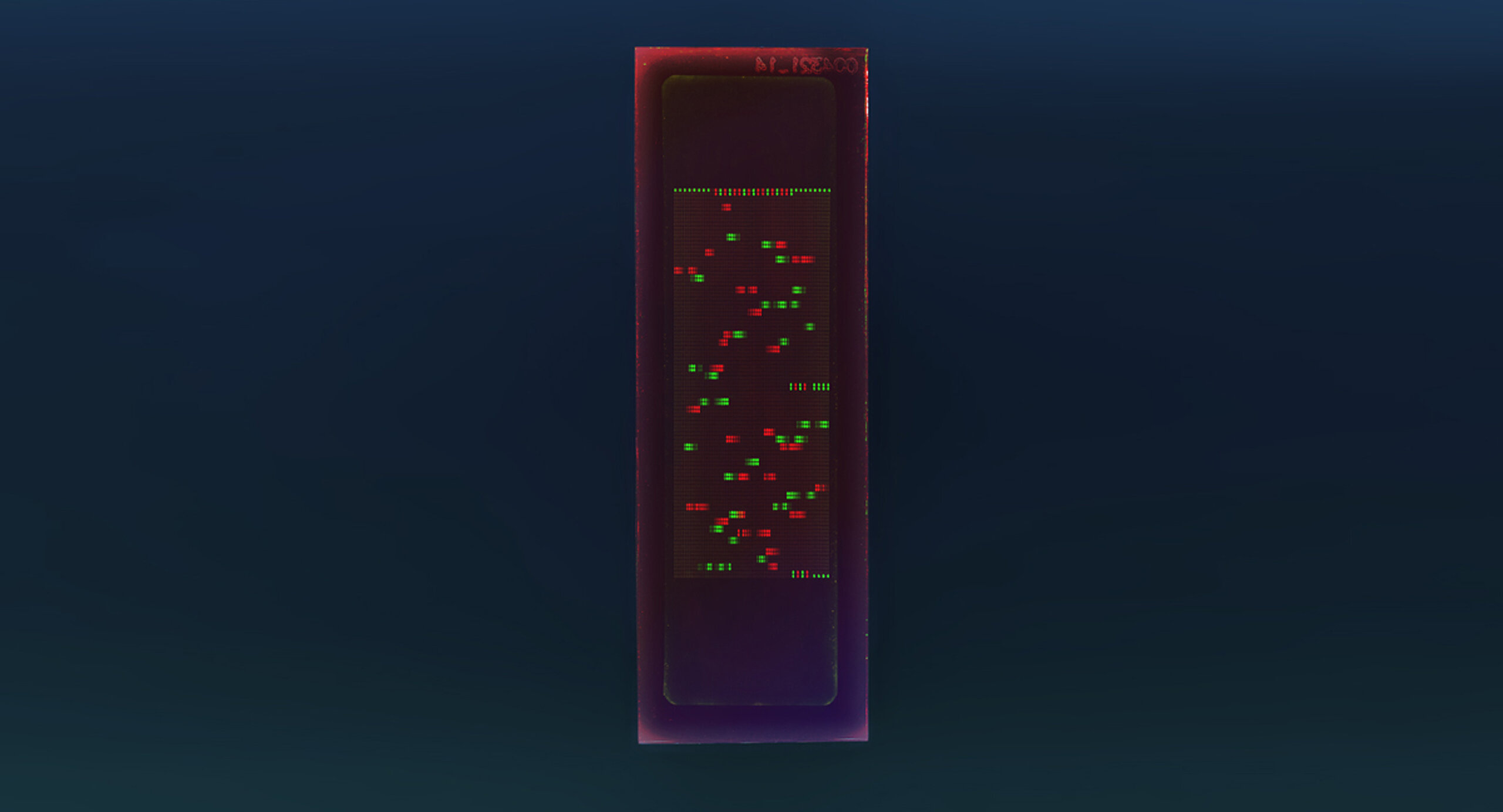 PEPperCHIP® Japanese Encephalitis Virus Proteome Microarray