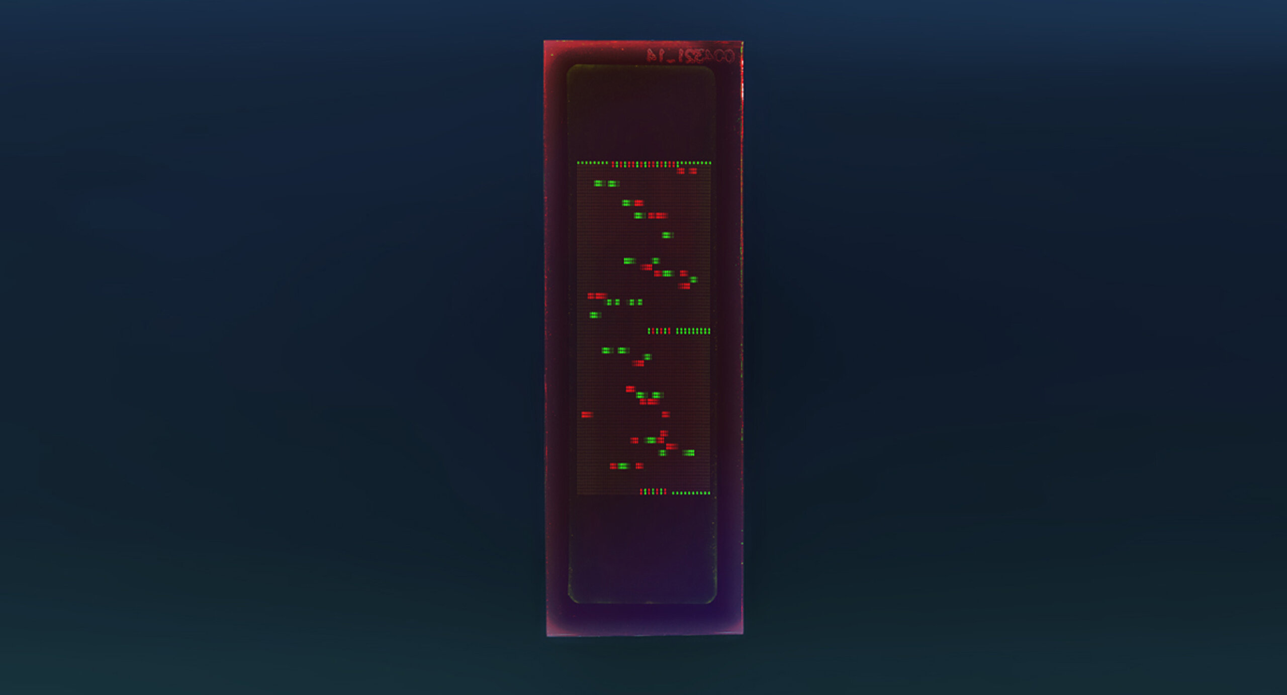 PEPperCHIP® Dengue Virus Type 1 Proteome Microarray