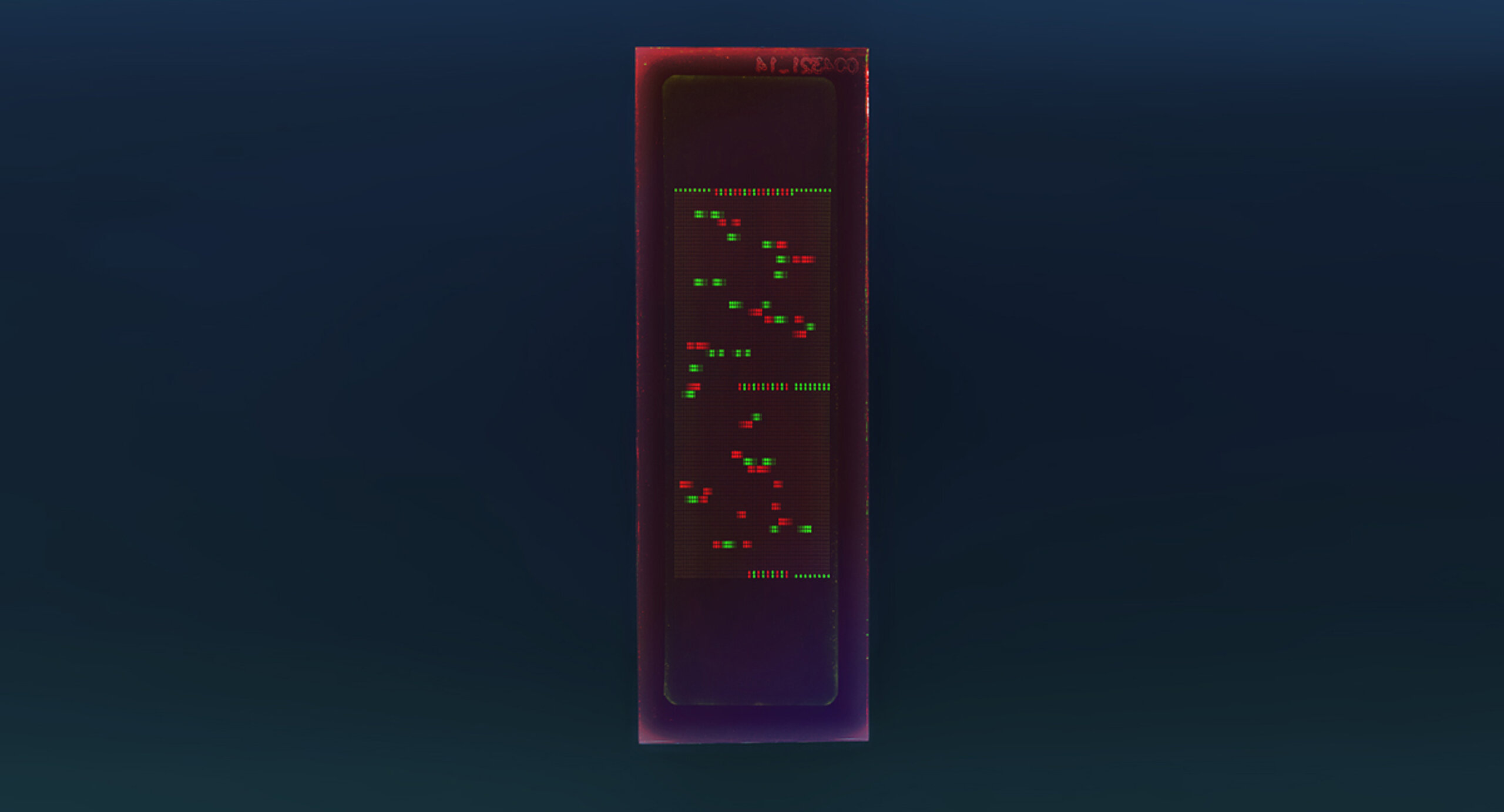 PEPperCHIP® Dengue Virus Type 2 Proteome Microarray