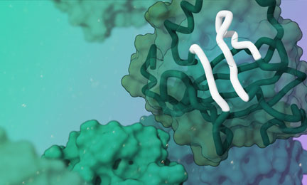 3D depiction of proteins highlighting a hypothetical epitope structure 