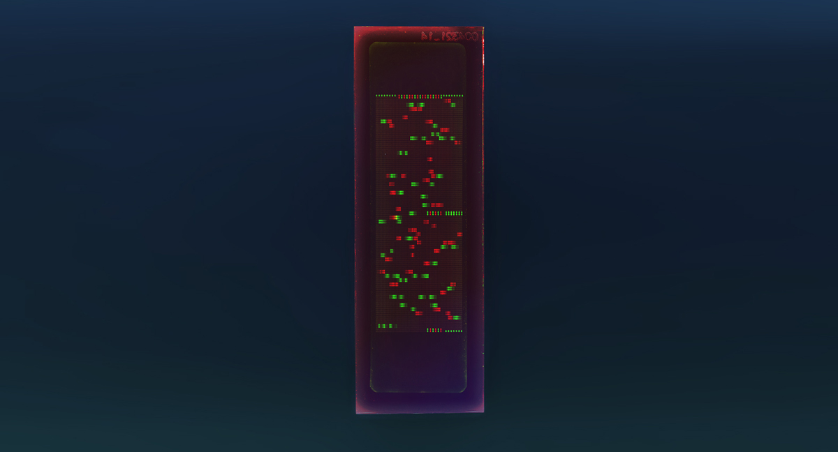PEPperCHIP® Mycobacterium Tuberculosis Antigen Microarray
