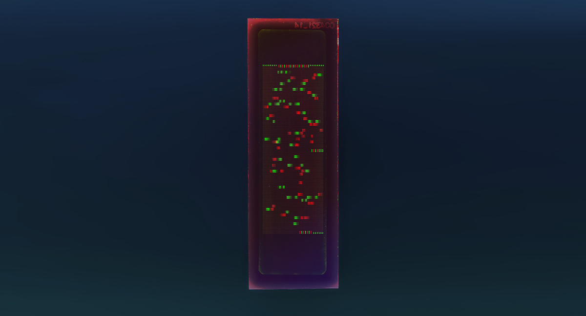 PEPperCHIP® Yellow Fever Virus Proteome Microarray