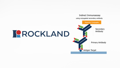 Rockland Secondary Antibodies