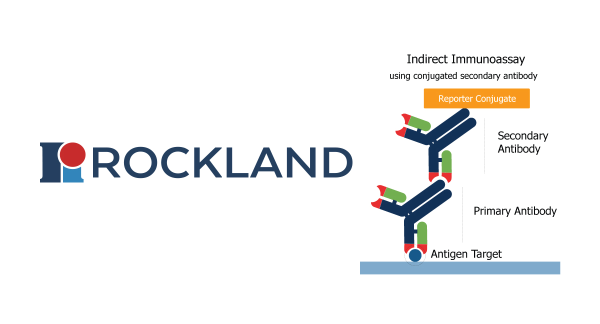 Rockland Secondary Antibodies