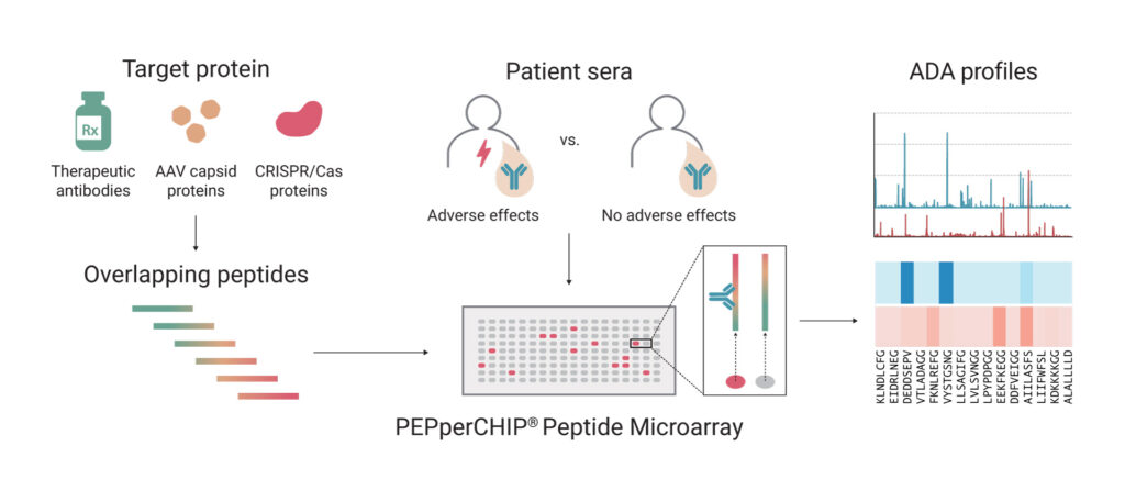 ADA epitope mapping workflow with PEPperCHIP® Peptide Microarrays