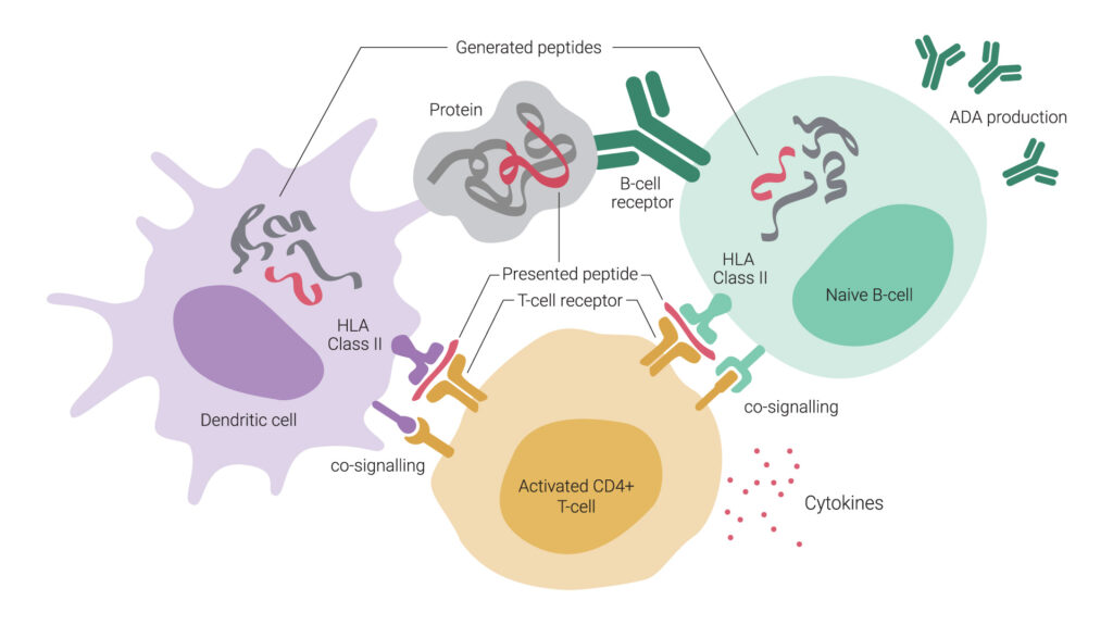 ADA formation involves an interplay among dendritic cells (DCs), T cells, and B cells. DCs primarily capture antigens through macropinocytosis and receptor-mediated uptake, enabling them to sample extracellular proteins. Conversely, B cells predominantly internalize antigens by recognizing their specific structures through B cell receptors. DC-activated T cells can subsequently activate B cells that are presenting identical sequences.