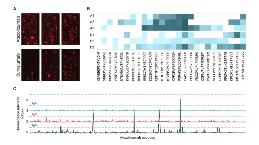 ADA Responses in Atezolizumab- or Durvalumab-treated lung cancer patients. (A) Microarray scans, (B) Heat map of peptide hits, and (C) Intensity plots for isotype/subtype analysis.