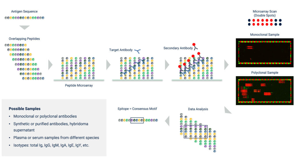 Schematic of a peptide microarray epitope mapping workflow using PEPperCHIP® Peptide Microarrays