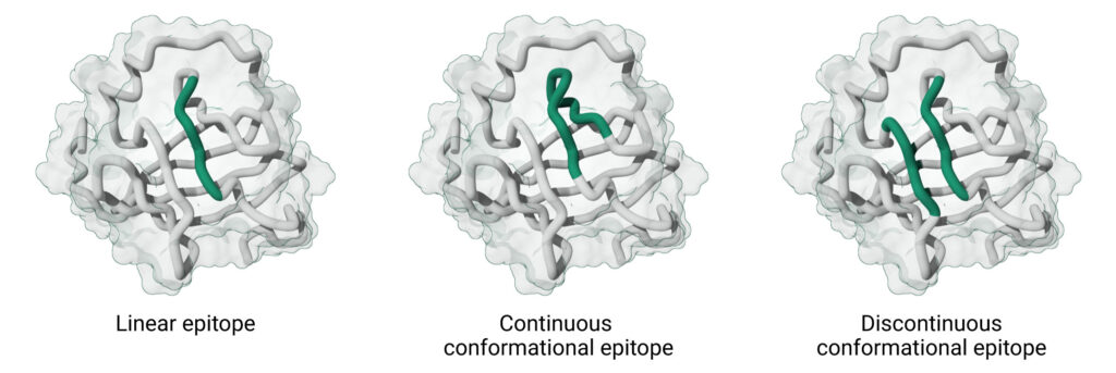 3D depiction of an antigen with different highlighted sections showing possible linear, continuous conformational, and discontinuous conformational epitopes